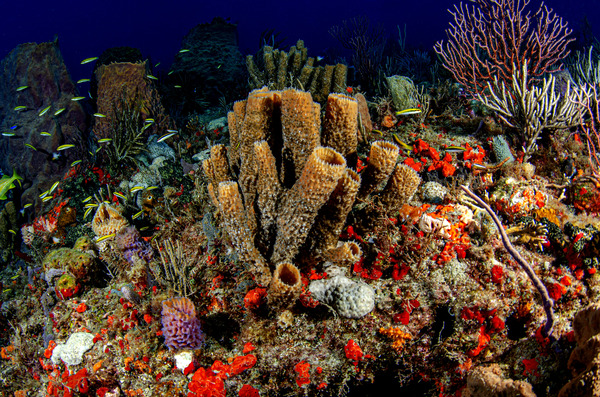 Life on the Reef by steven anderson