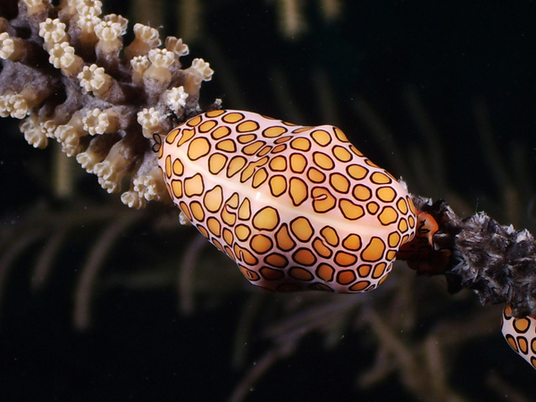 SloMo by steven anderson