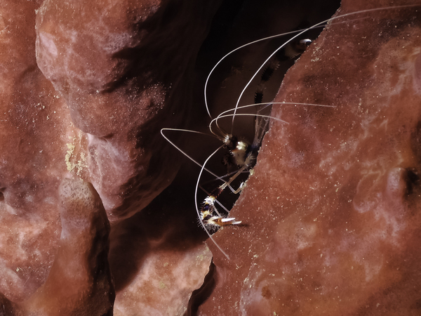 CreepN by steven anderson