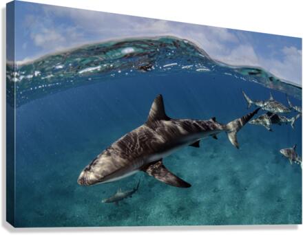 Surfs Up Canvas Print