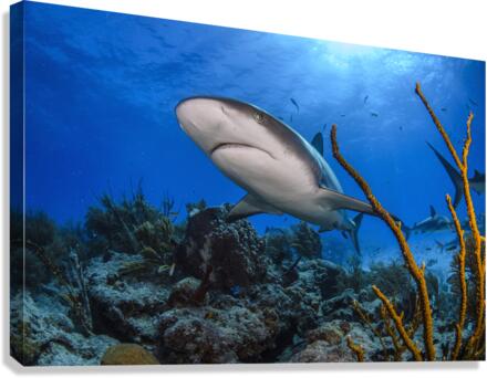The Pass Canvas Print