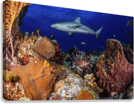 Under Cover Canvas Print