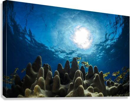 Hurry Sundown Canvas Print