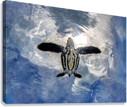 Spread Out Canvas Print
