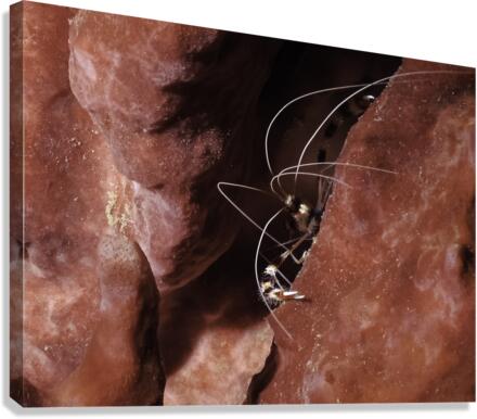 CreepN Canvas Print