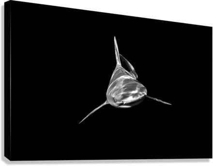 Headon Canvas Print