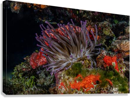 Feelie Canvas Print