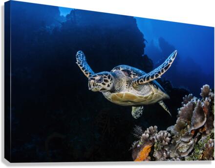 Drifting Canvas Print