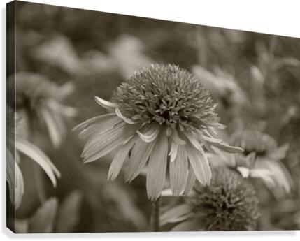 Cone flower Canvas Print