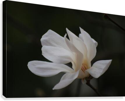 Flower Simple Canvas Print