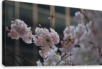 Pink Cherry Tree Canvas Print