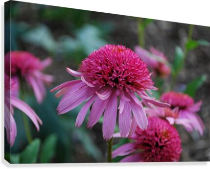 Cone Flower Canvas Print