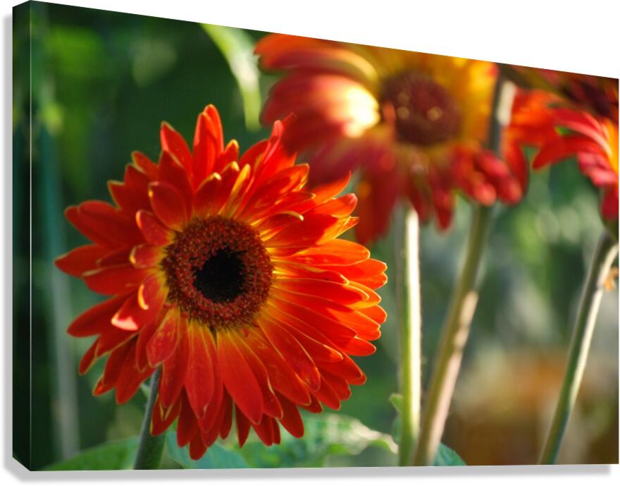 Flower-Gerbera Canvas Print