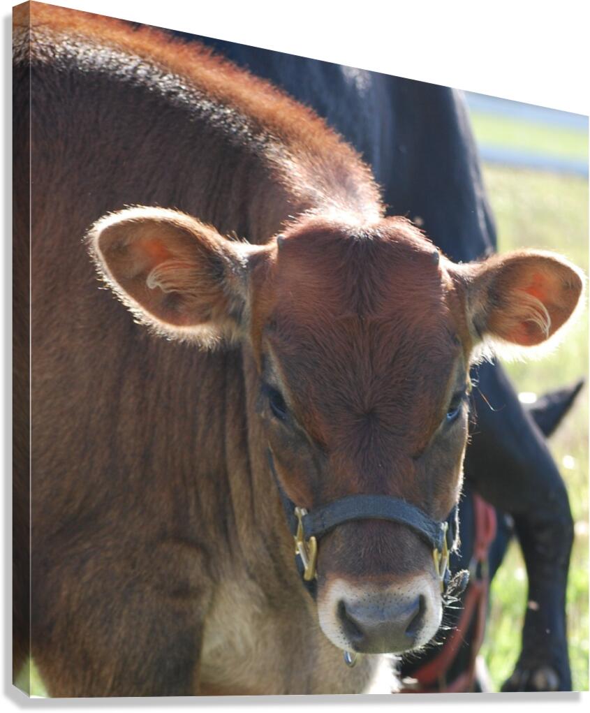 Calf Canvas Print