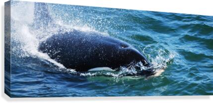 In Motion - Orca Canvas Print