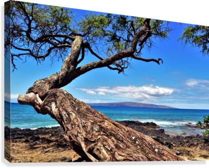Dreaming  Canvas Print