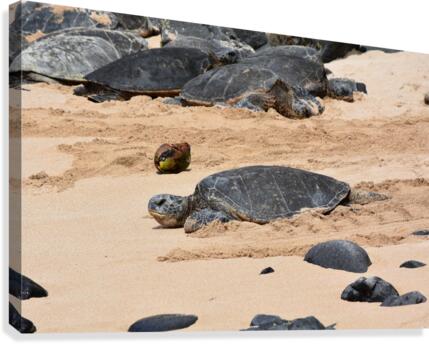 Sea Turtle Canvas Print