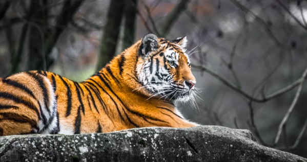 The master by Ysae Art Photography