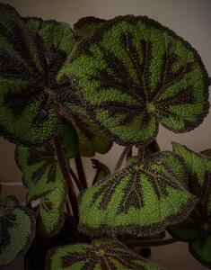 begonia leaves plant