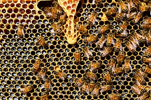 honey bees insects hive