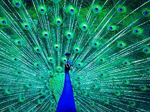 Blue Peacock Bird Green Feather