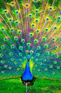 Peacock bird
