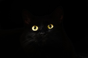 cats eyes in the dark