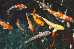 koi fish potret