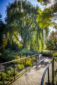 Drape of Trees