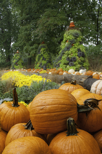 Pumpkins