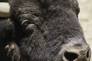 Reflection of a Buffalo