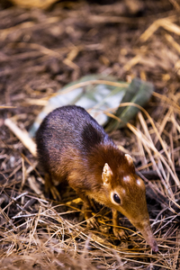 Small Elephant Mouse