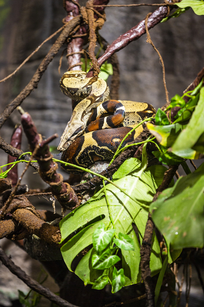 Curled Up  Python  Print