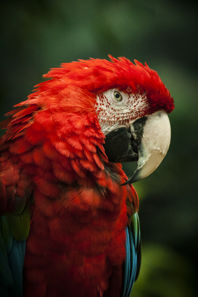 Parrot Portrait by Ashley ML Studios