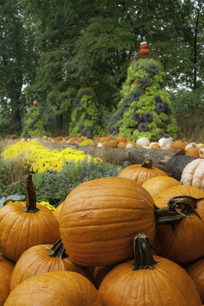 Pumpkins Print