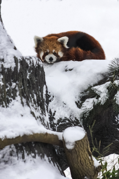 Red Panda by Ashley ML Studios