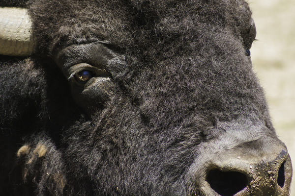 Reflection of a Buffalo by Ashley ML Studios