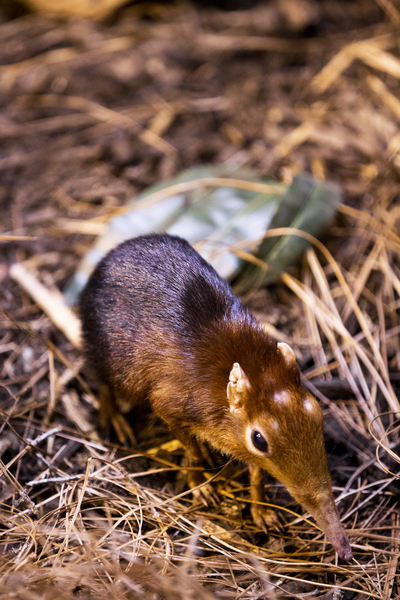 Small Elephant Mouse by Ashley ML Studios