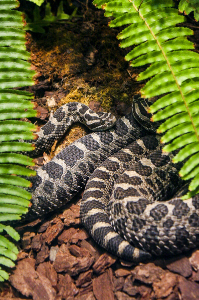Soaking up Shade   Rattle Snake  by Ashley ML Studios