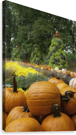 Pumpkins Canvas Print
