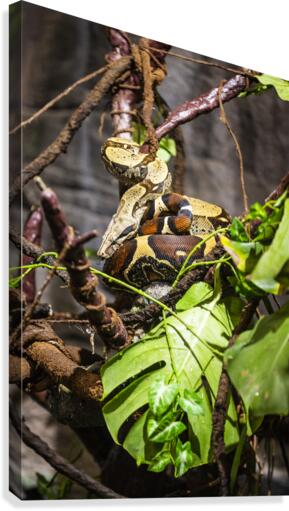 Curled Up  Python  Canvas Print