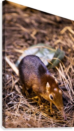 Small Elephant Mouse Canvas Print
