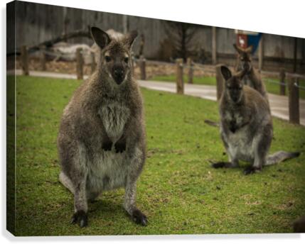 Intriguing   Wallaby  Canvas Print