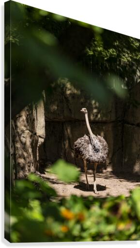 Feathers Fluffed  Ostrich  Canvas Print