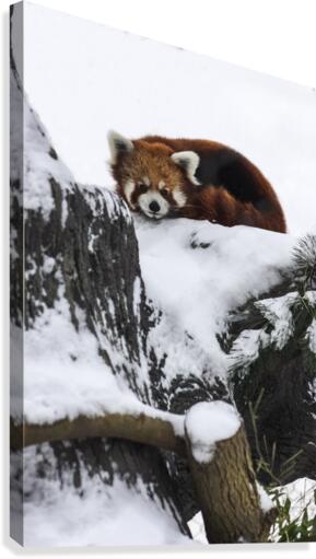 Red Panda Canvas Print