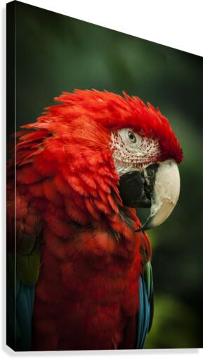 Parrot Portrait Canvas Print