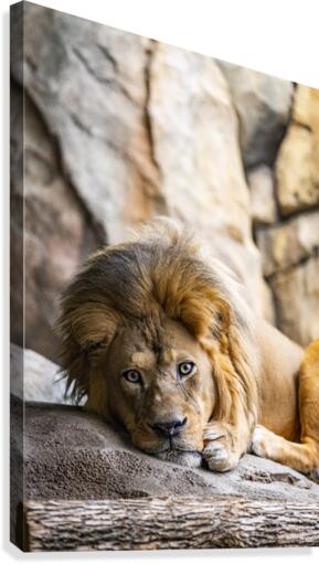 Connection  Lion  Canvas Print