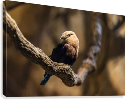 Perfect Pose  Bird  Canvas Print