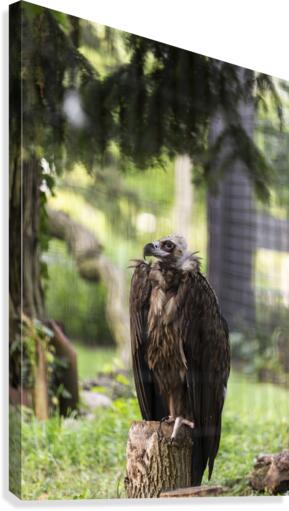 Buzzard Canvas Print