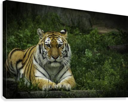 Next Strike  Tiger  Canvas Print